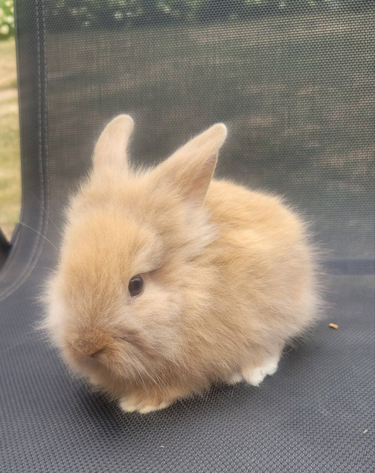 fluffy dwergkonijntjes, Dieren en Toebehoren