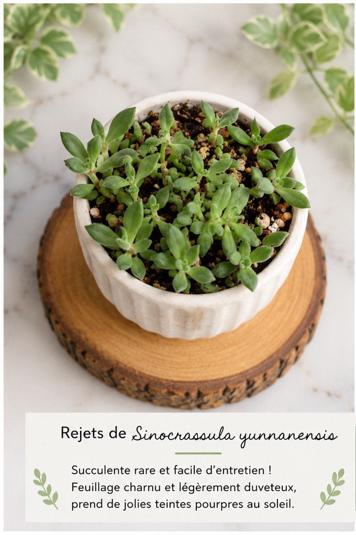 Sinocrassula yunnanensis — Zeldzame succulenten, Huis en Inrichting, Kamerplanten, Ophalen