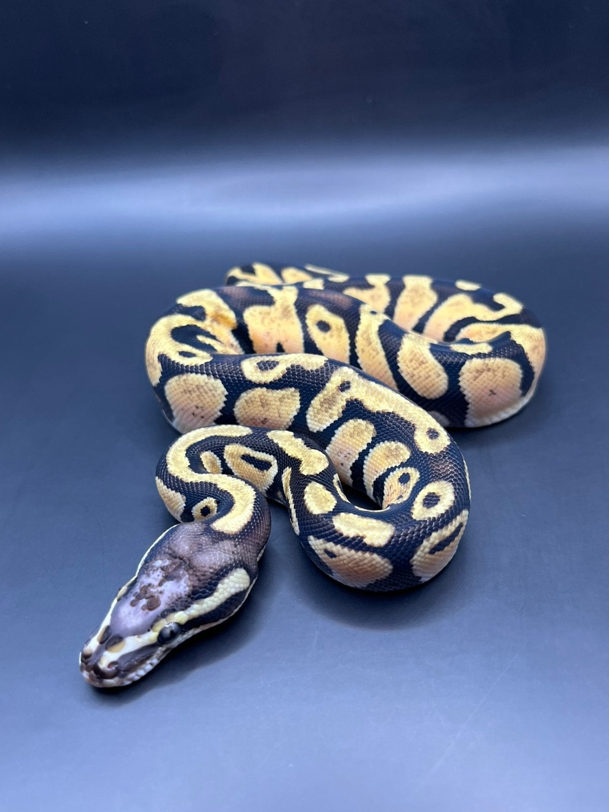Sale Antwerpen Div.Koningspythons,Ball Python,Python Regius Ball Python photo 5