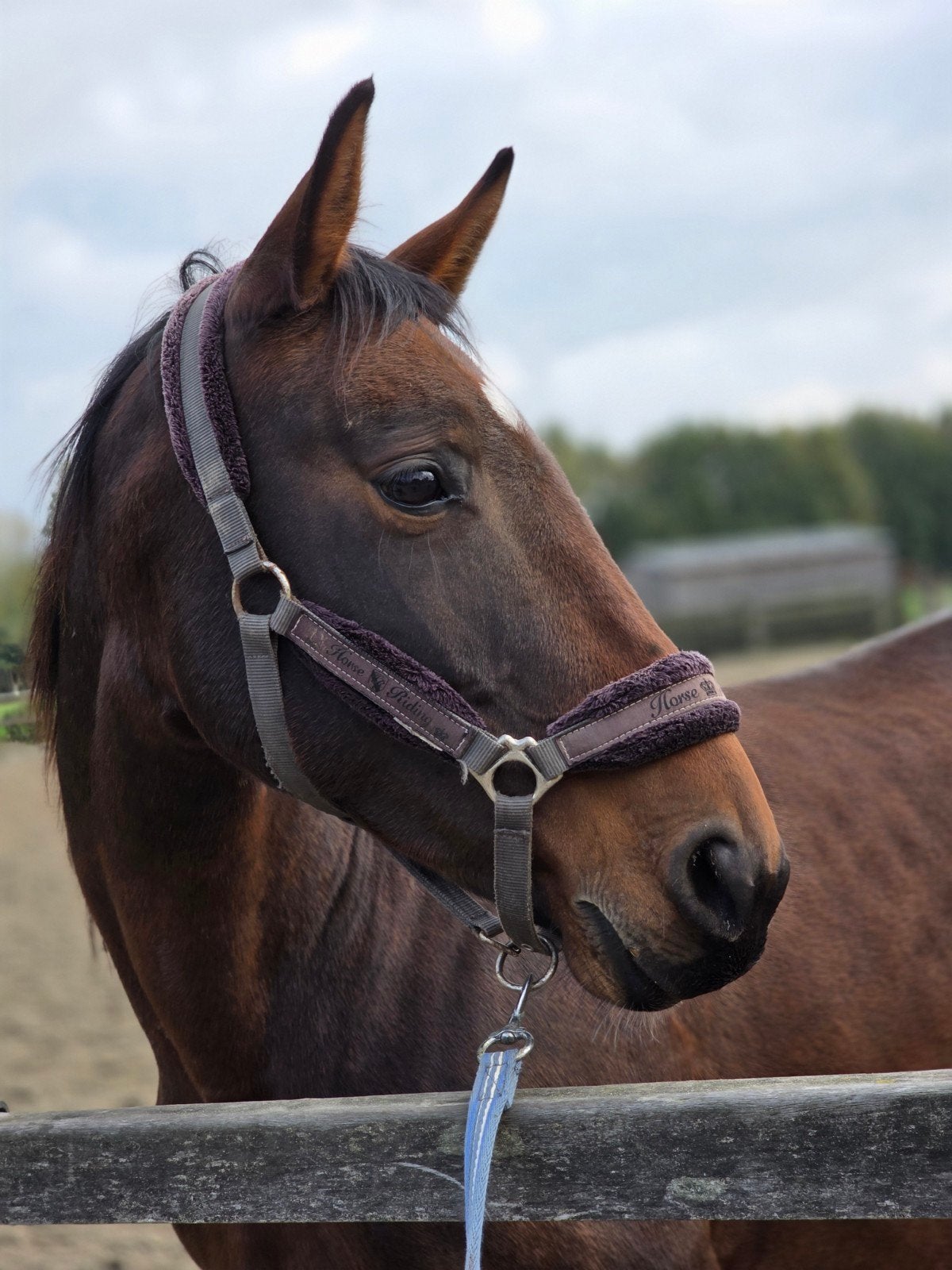 Prachtige 9j merrie, Dieren en Toebehoren, Paarden, Merrie