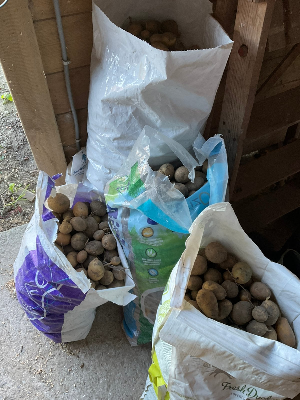 Voeder aardappelen voor dieren  100 kg, Dieren en Toebehoren, Ophalen, Overige soorten