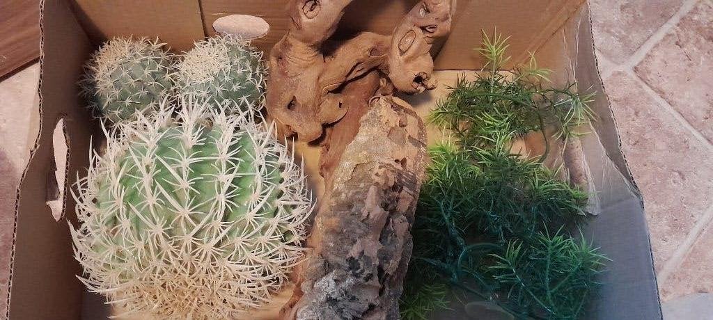 Allerlei voor terrarium baardagame of ander reptiel, Dieren en Toebehoren, Ophalen, Zo goed als nieuw, Overige typen