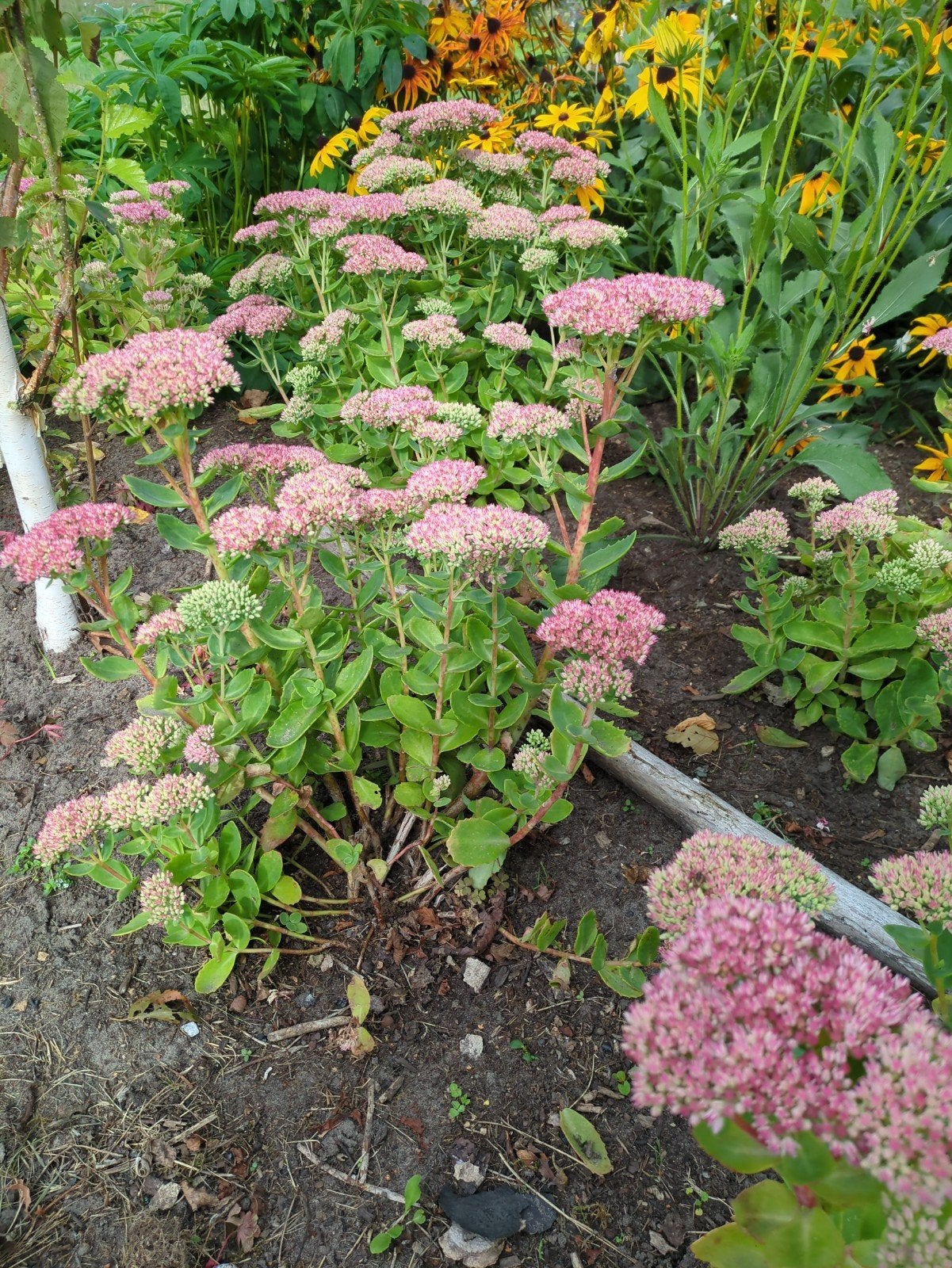 Sedum, Tuin en Terras, Ophalen of Verzenden