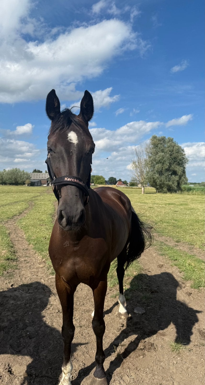 Knappe KWPN merrie, Cheval de dressage, B, Avec pedigree, 160 à 165 cm