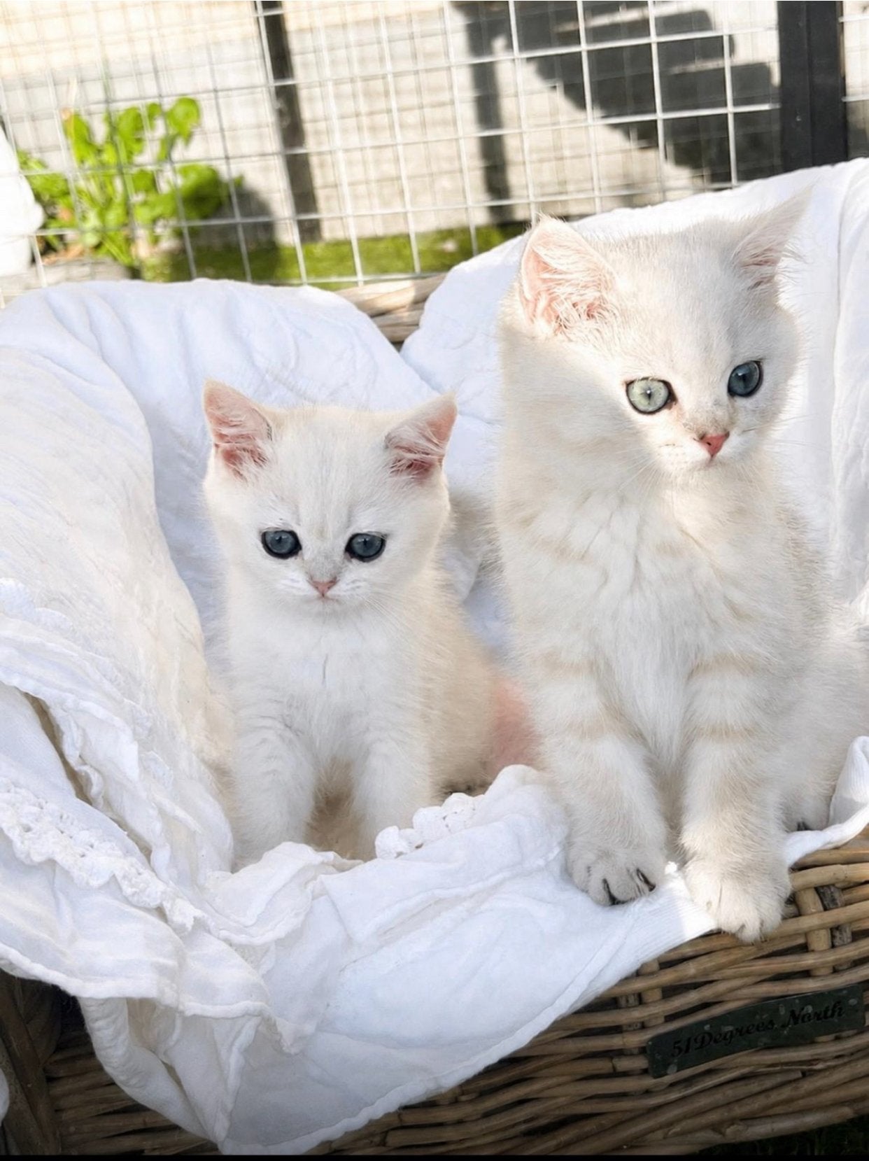 Prachtige British Shorthair Golden & Silver kittens, Plusieurs animaux, À poils courts, 0 à 2 ans