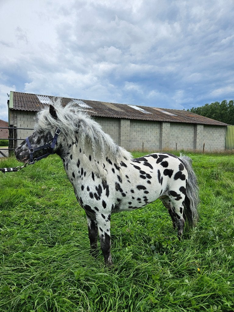 Goedgekeurde leopard appaloosa hengst, Dieren en Toebehoren, Hengst, M, Met stamboom