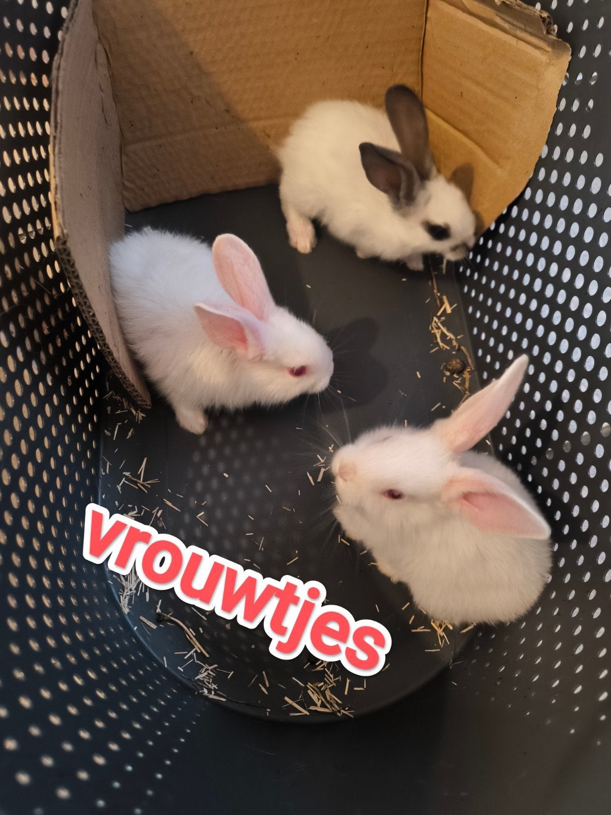konijntjes zoeken een thuis, Meerdere dieren, Middelgroot, 0 tot 2 jaar