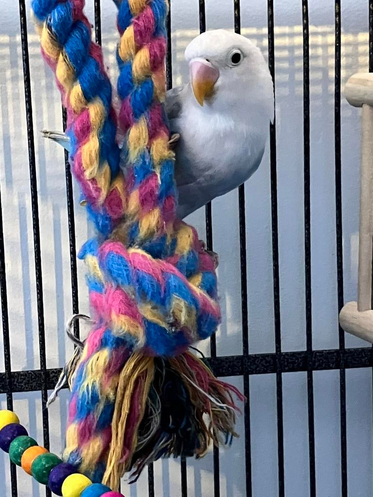 Te koop: jonge agapornis fischeri dwergpapegaaitje, Dieren en Toebehoren, Geslacht onbekend, Dwergpapegaai of Agapornis, Geringd