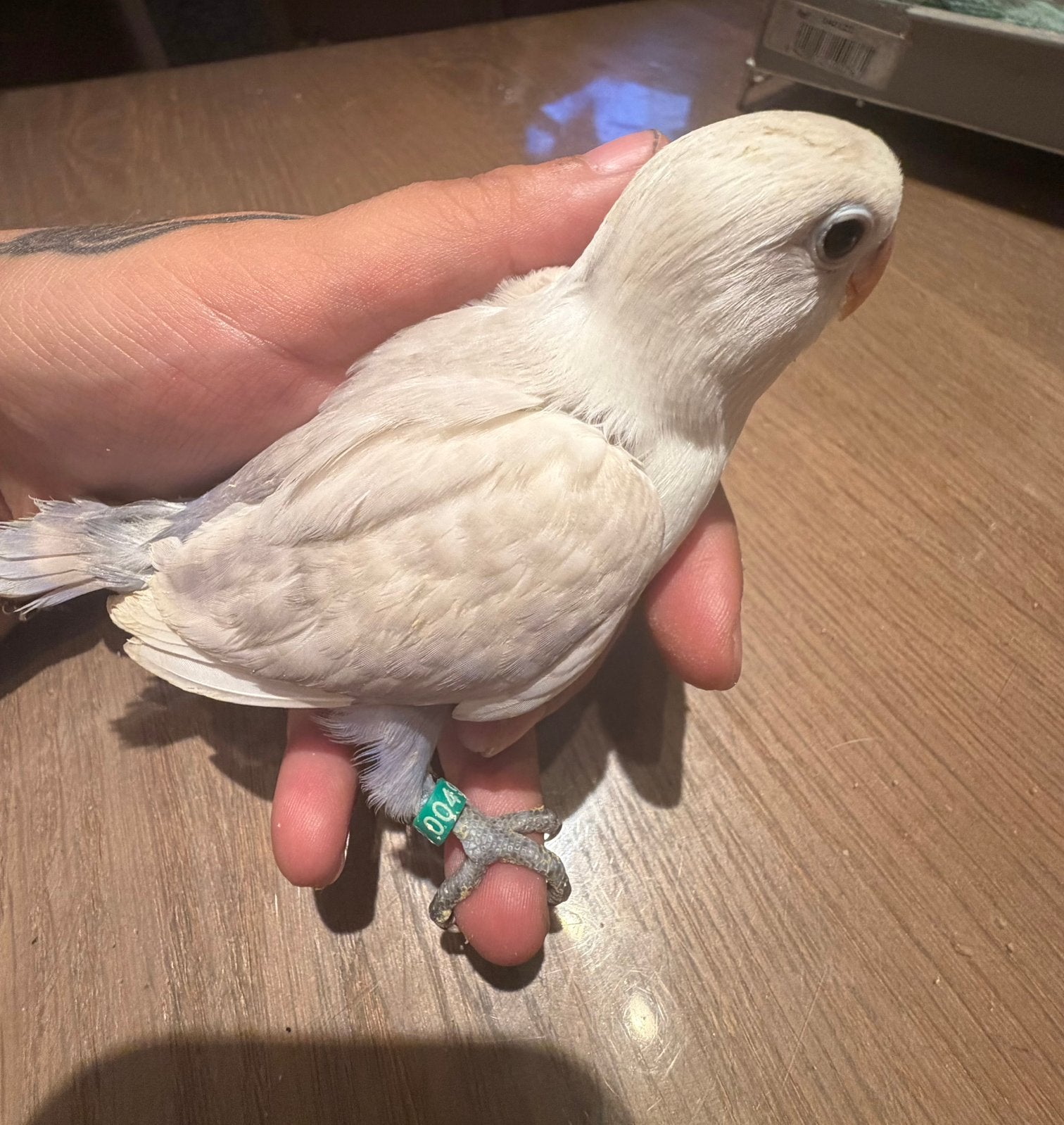 Dwergpapegaai, Dieren en Toebehoren