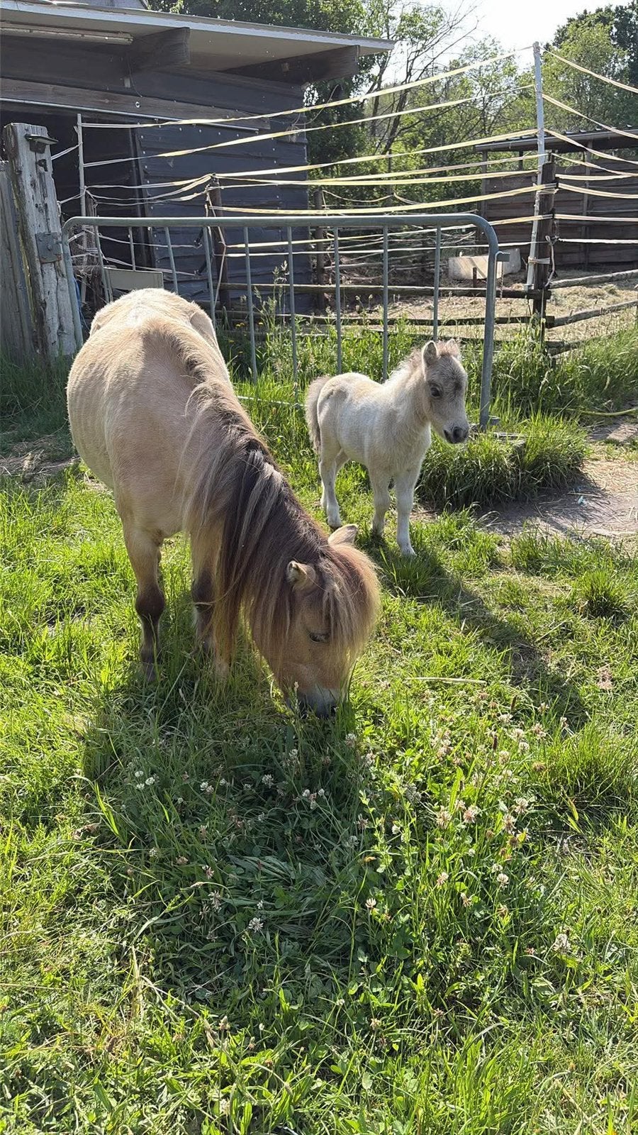 Hengetenveulen, Dieren en Toebehoren, Ophalen