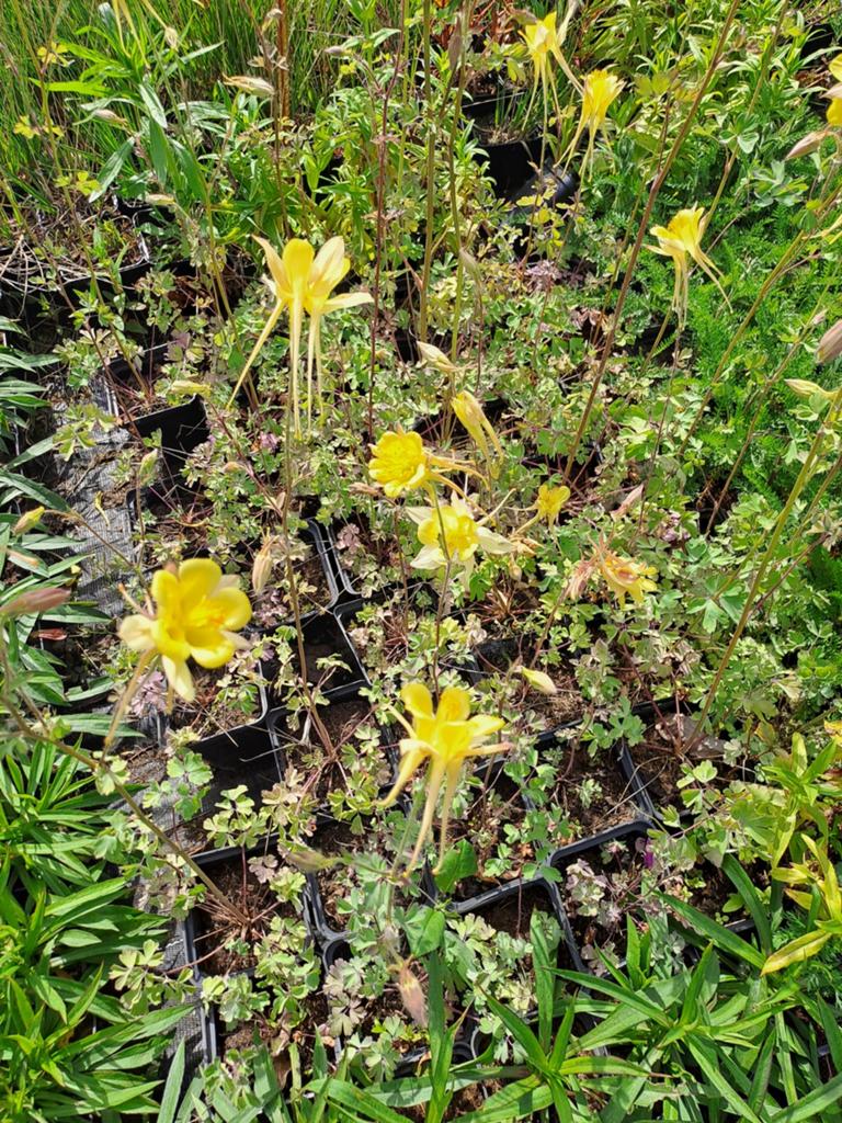 Aquilegia chrysantha, Tuin en Terras, Ophalen
