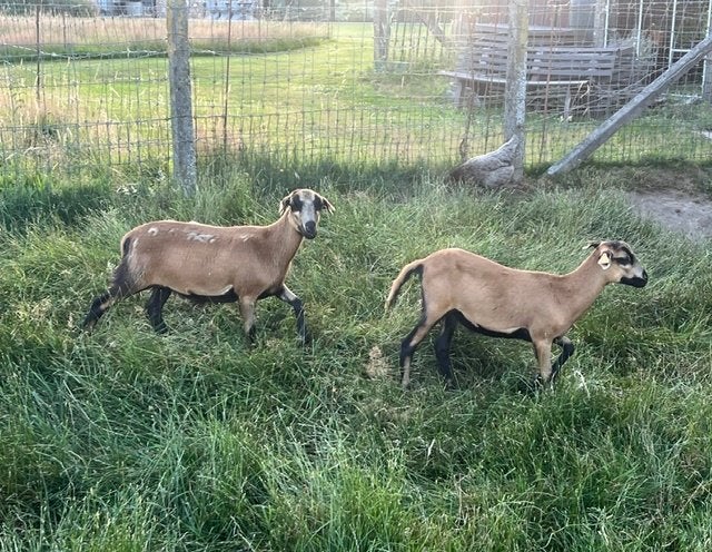 Kameroen schapen jonge ooien / ooien + lammetjes ram/ooi, Dieren en Toebehoren, Meerdere dieren, Schaap, 0 tot 2 jaar