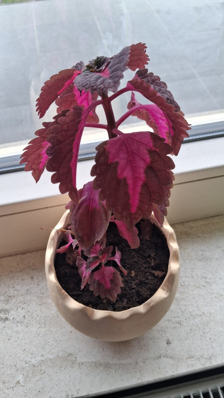 siernetel plantjes € 1 per stuk, Huis en Inrichting, Ophalen, In pot