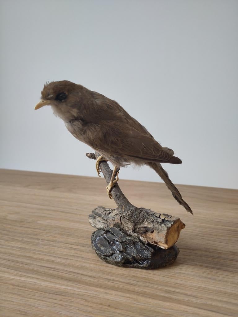 Opgezette kleine karekiet - taxidermie - vintage, Enlèvement, Comme neuf, Oiseaux, Animal empaillé