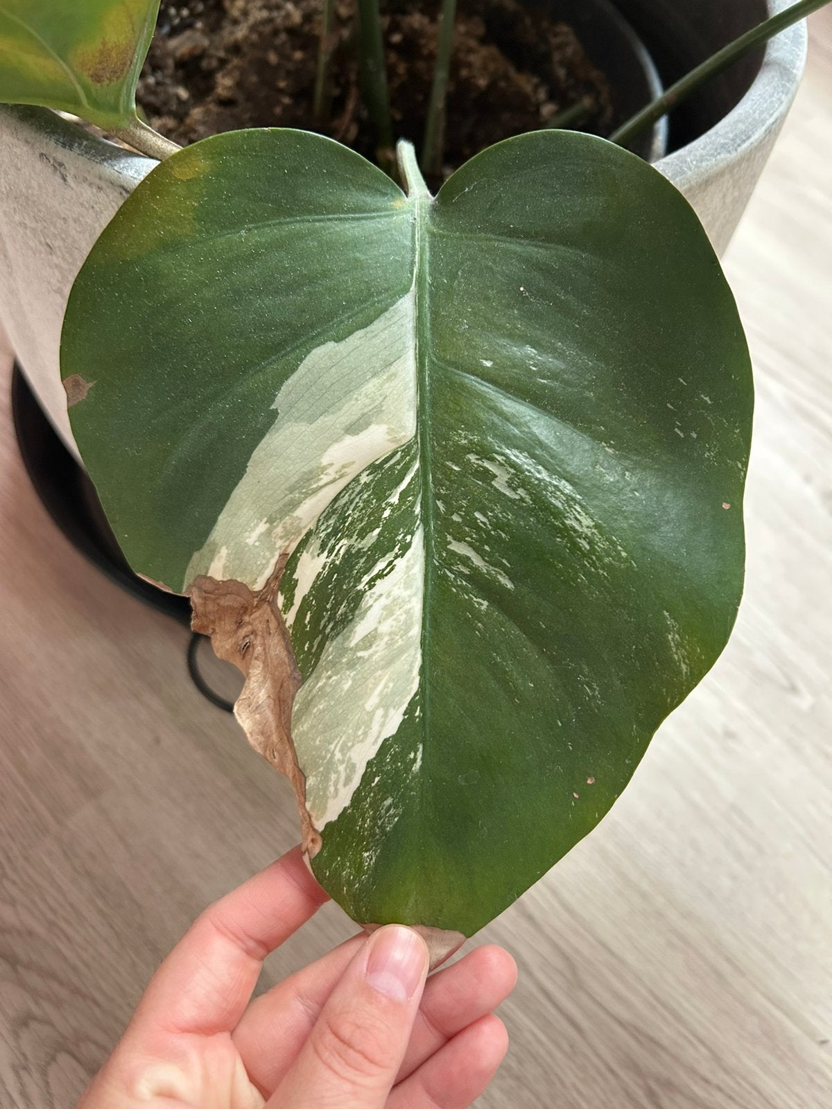 Monstera deliciosa Variegata Albo, Ophalen of Verzenden