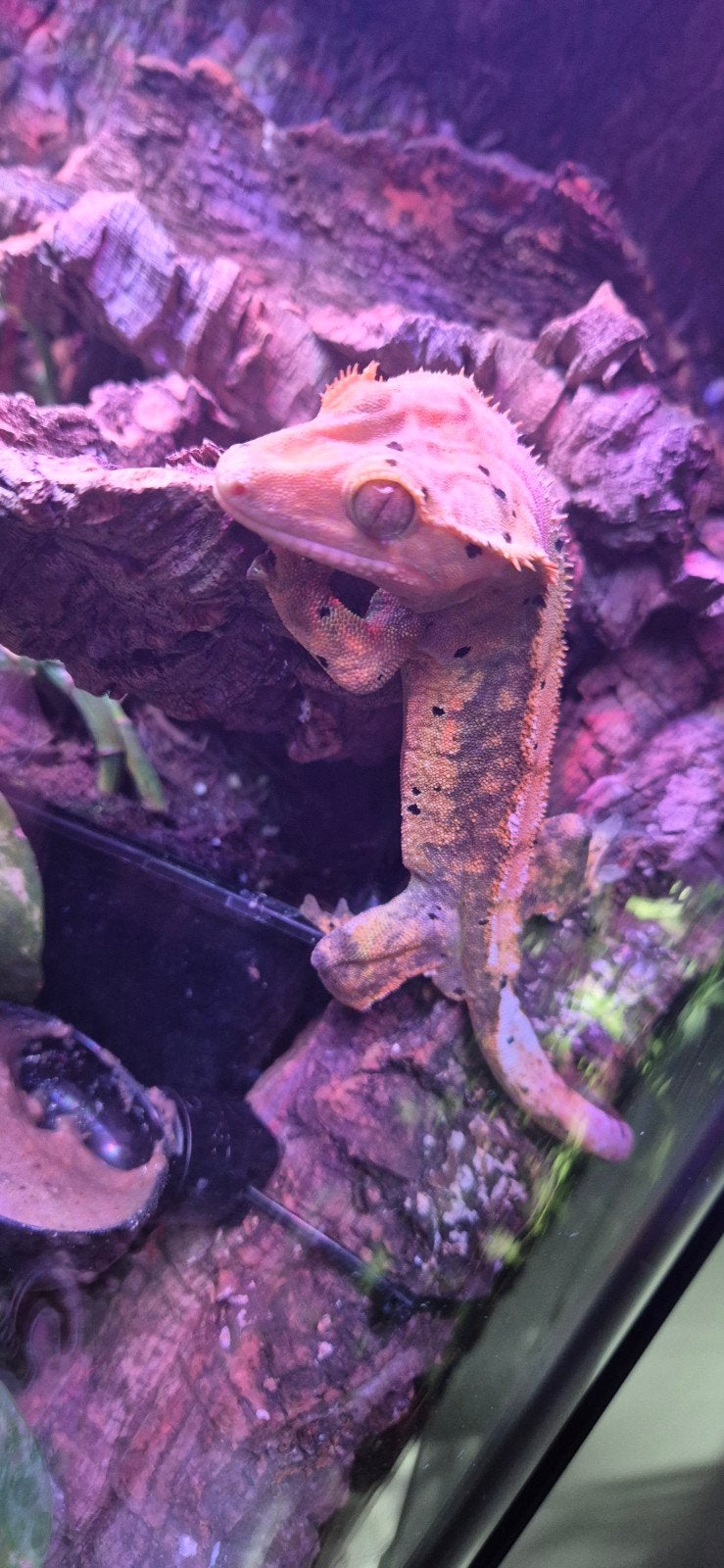 Gecko mâle, Dieren en Toebehoren, Reptielen en Amfibieën, Hagedis, Tam, 0 tot 2 jaar