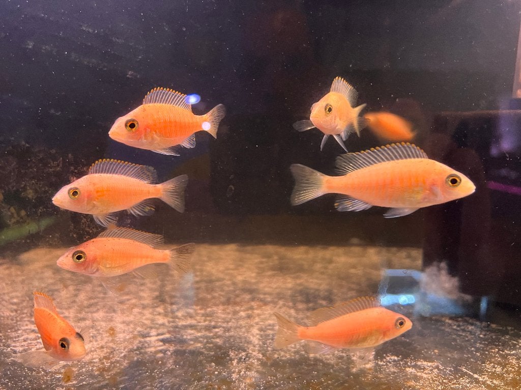 Cichliden uit hobbykweek, Dieren en Toebehoren, Vis, Zoetwatervis