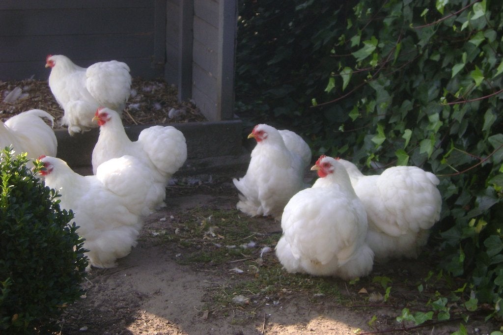 Trio cochin kriel wit, Dieren en Toebehoren, Meerdere dieren, Kip