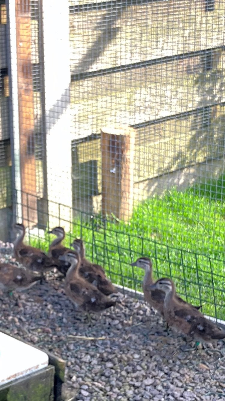Carolina eenden, Dieren en Toebehoren, Pluimvee, Meerdere dieren