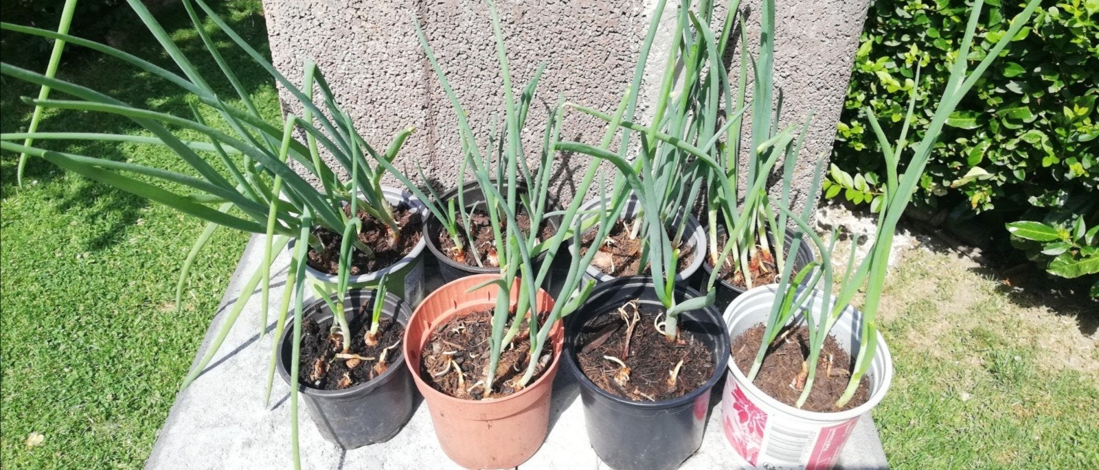Echange ou vend oignons rocambolles, Enlèvement, Été, Plante fixe, Plantes potagères