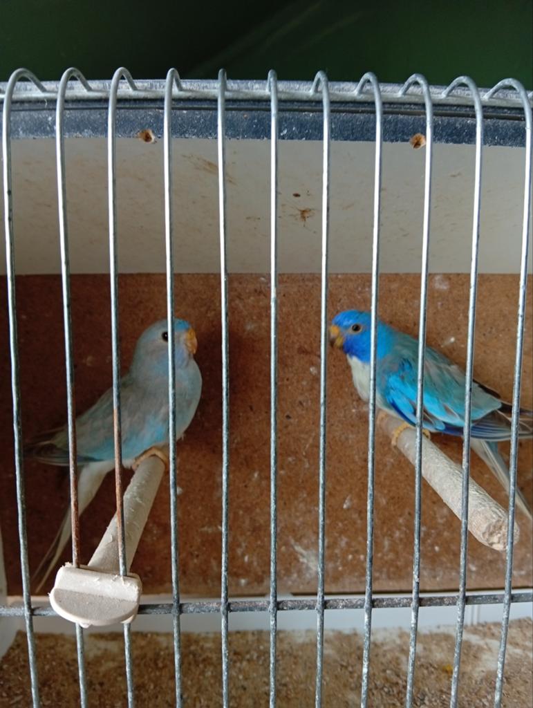 Splendid koppel cinnamon blauw, Dieren en Toebehoren, Geringd