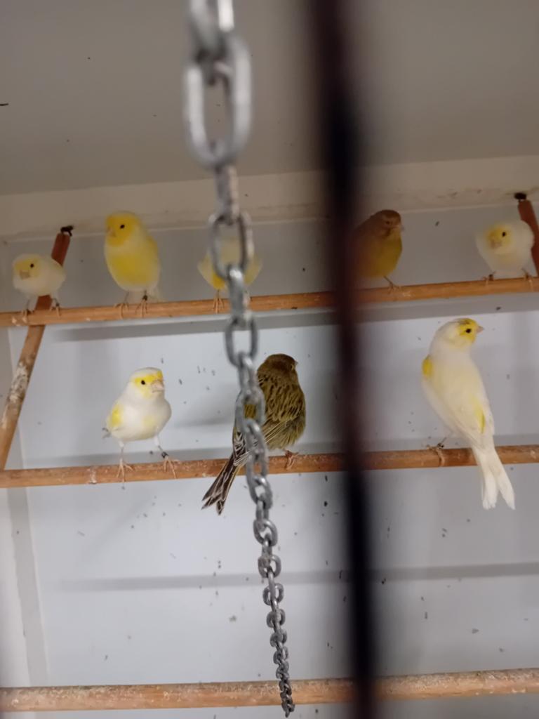 Mooien groote gezonde kanaries