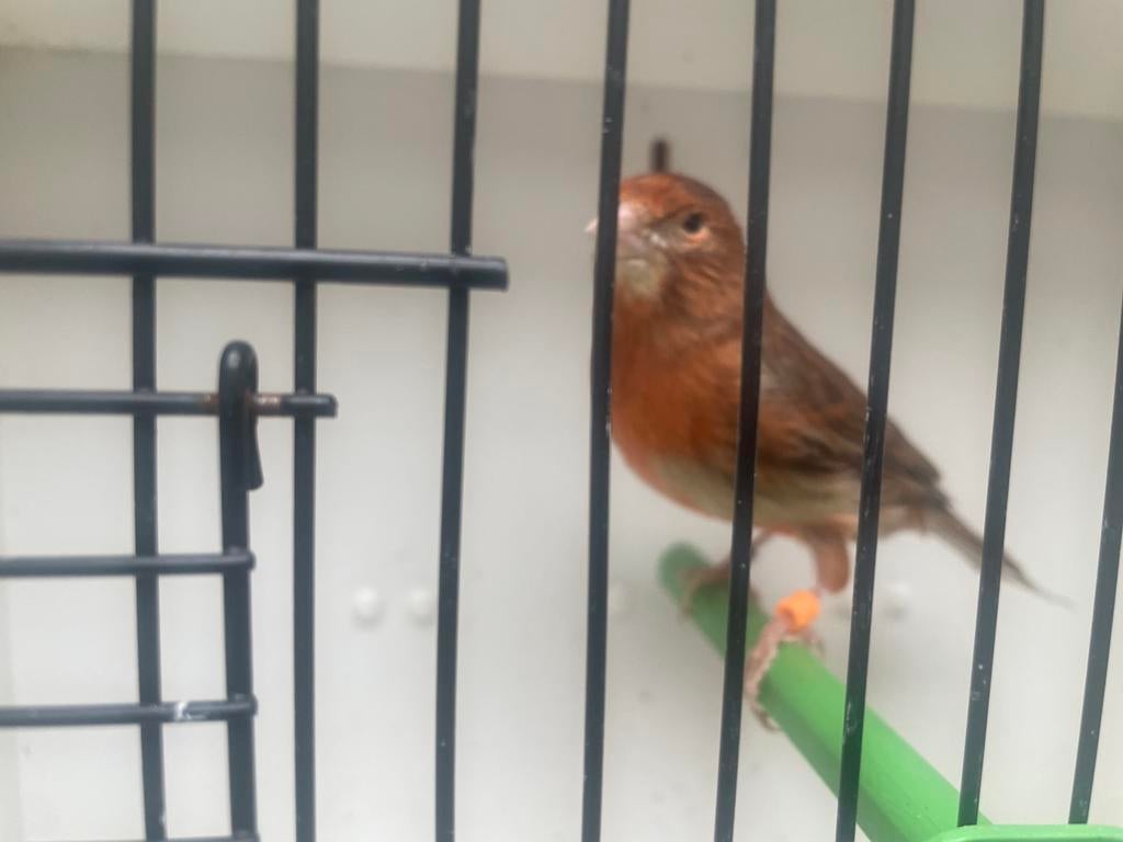 Bruin rood kanarie, Dieren en Toebehoren