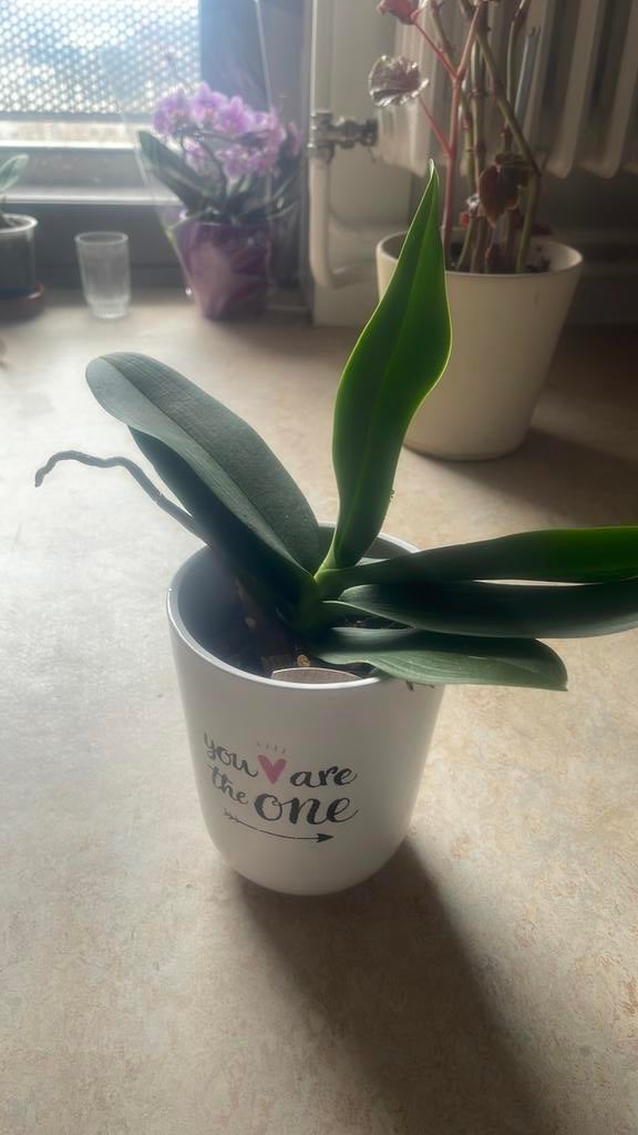 Een mooie plant orchide, Enlèvement