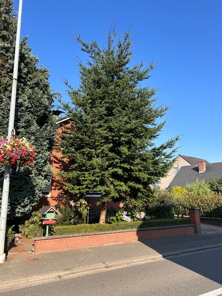 Gratis Echte Kerstboom, Diversen, Kerst, Ophalen