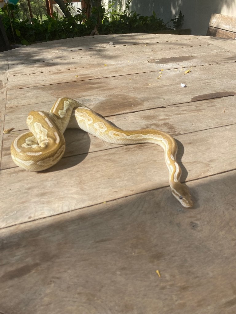 Twee koningspythons zoeken een geschikte nieuwe thuis Ball Python - unknown for sale from Rhiana
