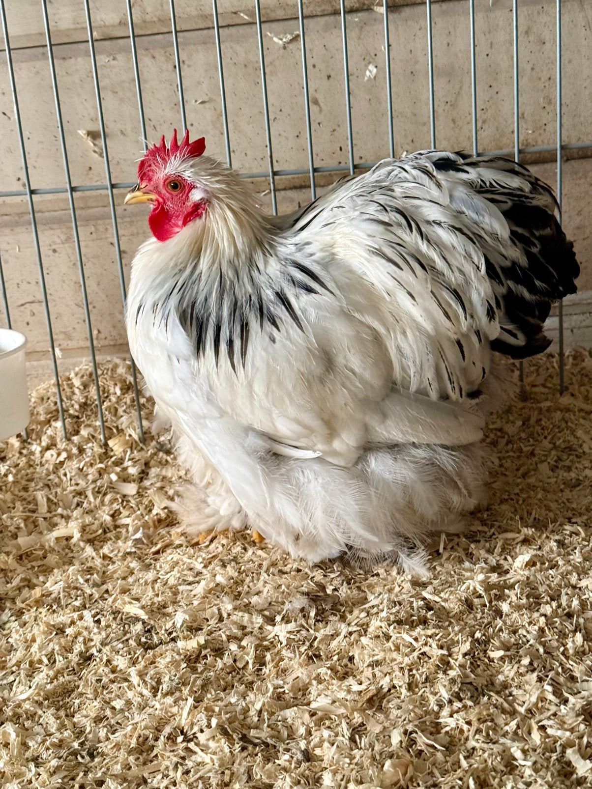 Cochin kriel hanen wit-zwart columbia en buff-zwartcolumbia, Dieren en Toebehoren, Pluimvee