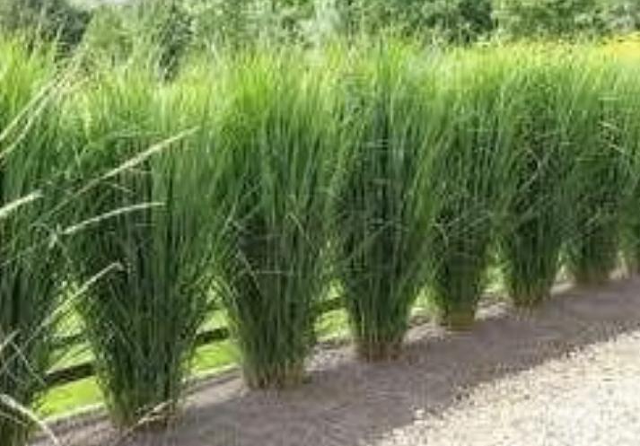 Panicum virgatum 'Northwind', Jardin & Terrasse, Plantes | Jardin, Enlèvement, Plante fixe, Graminées ornementales, Mi-ombre