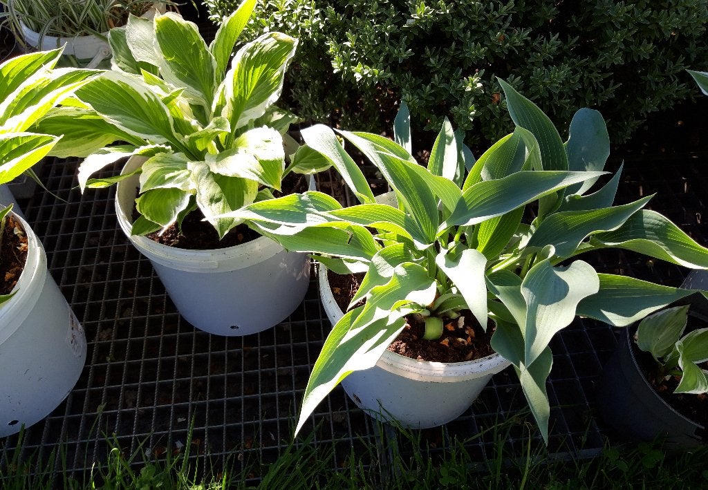 Hostas, Jardin & Terrasse, Enlèvement, Été, Plante fixe, Mi-ombre