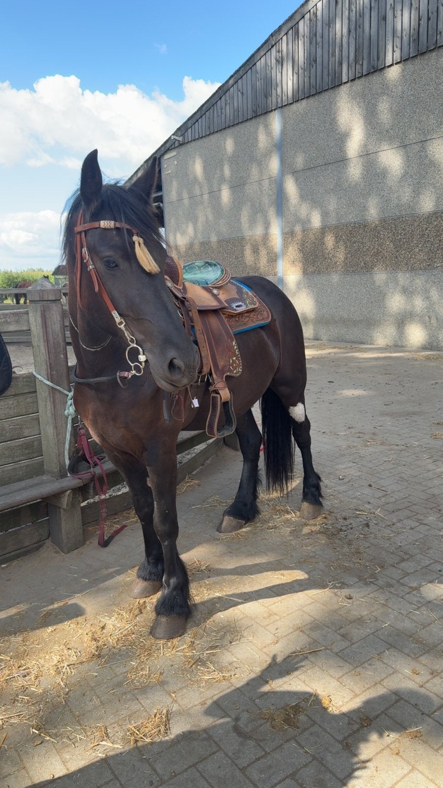 Halve stal, Dieren en Toebehoren, Stalling en Weidegang, Stalling, 1 paard of pony