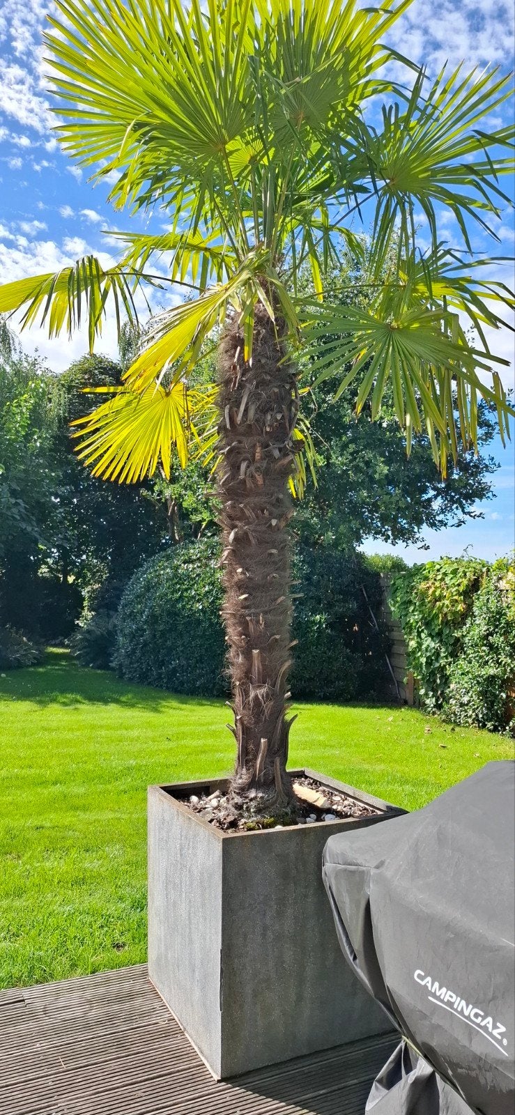 palmboom, Jardin & Terrasse, Plantes | Arbres, Enlèvement, Palmier, 250 à 400 cm
