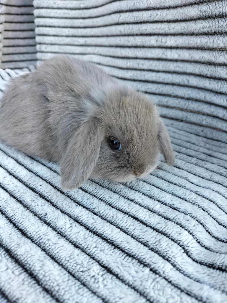Te koop mooie minilop konijntjes, Dieren en Toebehoren, Vrouwelijk, Dwerg, Hangoor, 0 tot 2 jaar