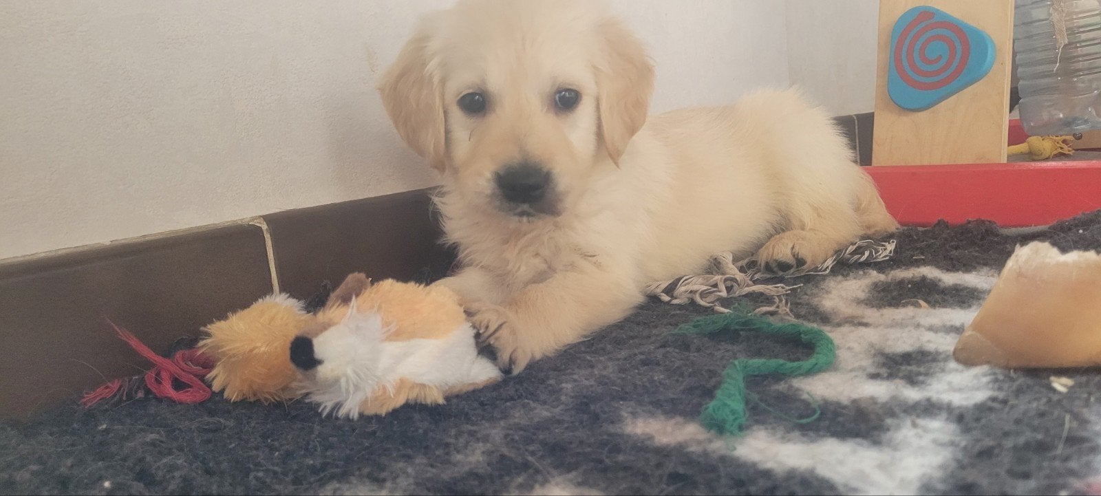 Golden retriever pups groeien op in huiselijke kring, Dieren en Toebehoren, Golden retriever, België, Fokker | Hobbymatig, Reu