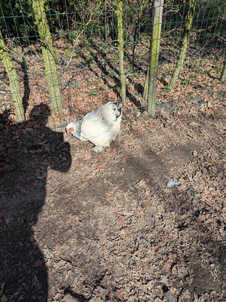 groothoender   -  brahma, Dieren en Toebehoren, Pluimvee, Meerdere dieren