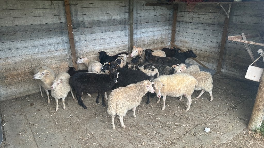Skudde Ooien, Animaux & Accessoires, Moutons, Chèvres & Cochons, Femelle, Mouton, 0 à 2 ans