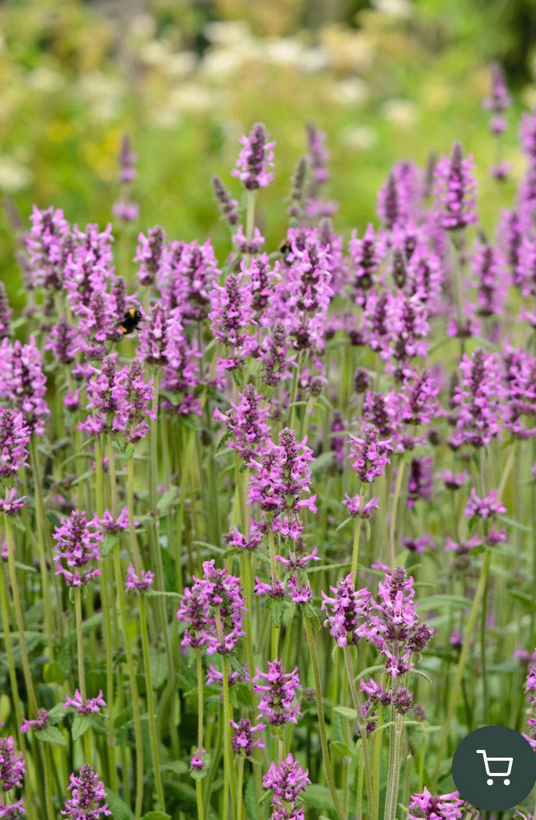 Stachis officinalis (betonie), Tuin en Terras, Ophalen, Zomer, Vaste plant, Overige soorten