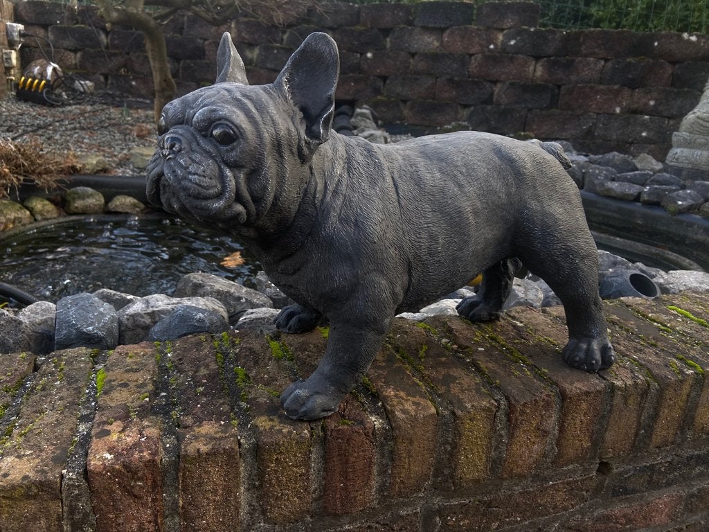 Franse Bulldog, Enlèvement, Neuf, Béton, Animal
