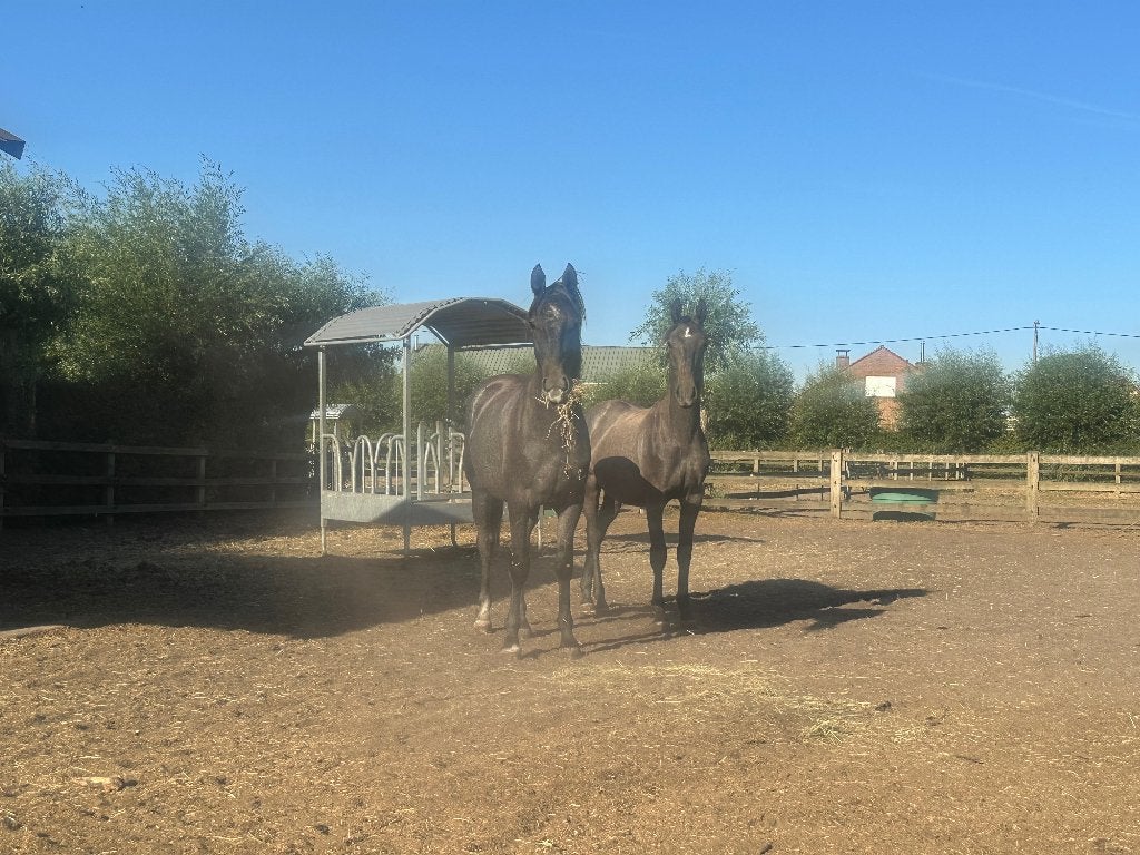 Lipizzaner hengstjes, Dieren en Toebehoren, Minder dan 160 cm, Met stamboom, 0 tot 2 jaar, Hengst