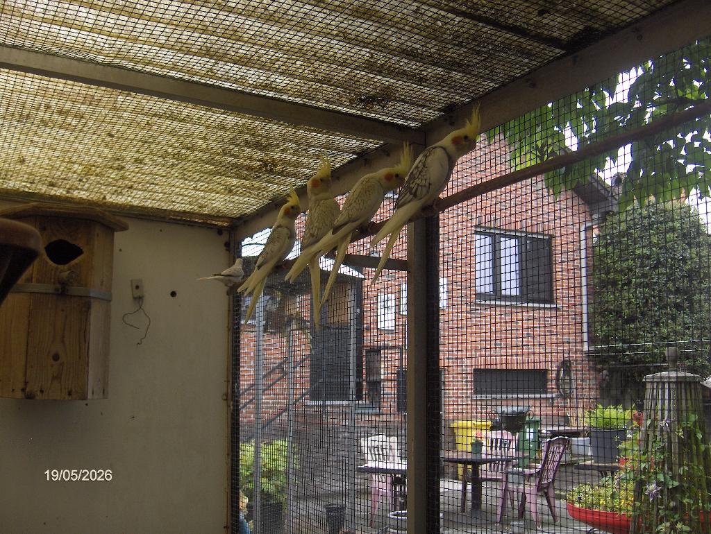 valkparkieten, Dieren en Toebehoren, Vogels | Parkieten en Papegaaien, Geslacht onbekend, Parkiet