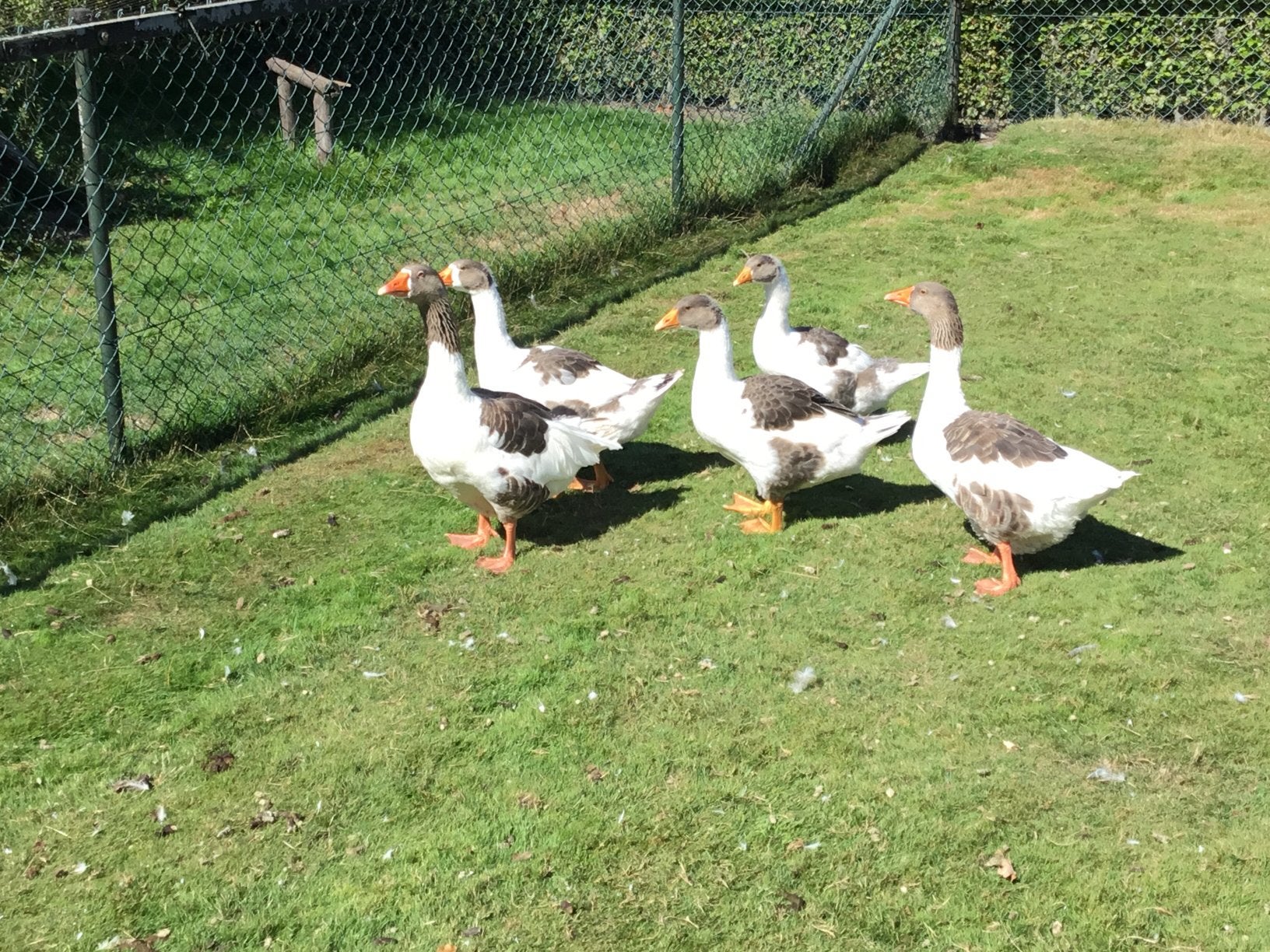 3 jonge Vlaamse/Pommerse/Twentse/Bonte ganzen, Dieren en Toebehoren, Pluimvee, Meerdere dieren, Gans of Zwaan
