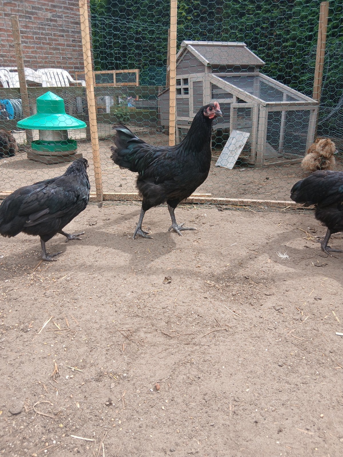 Hennen en hanen, Plusieurs animaux, Poule ou poulet