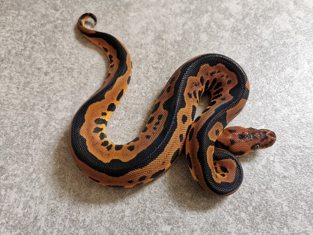 koningspython; python regius; 0.1; Leopard Clown Ball Python photo 4