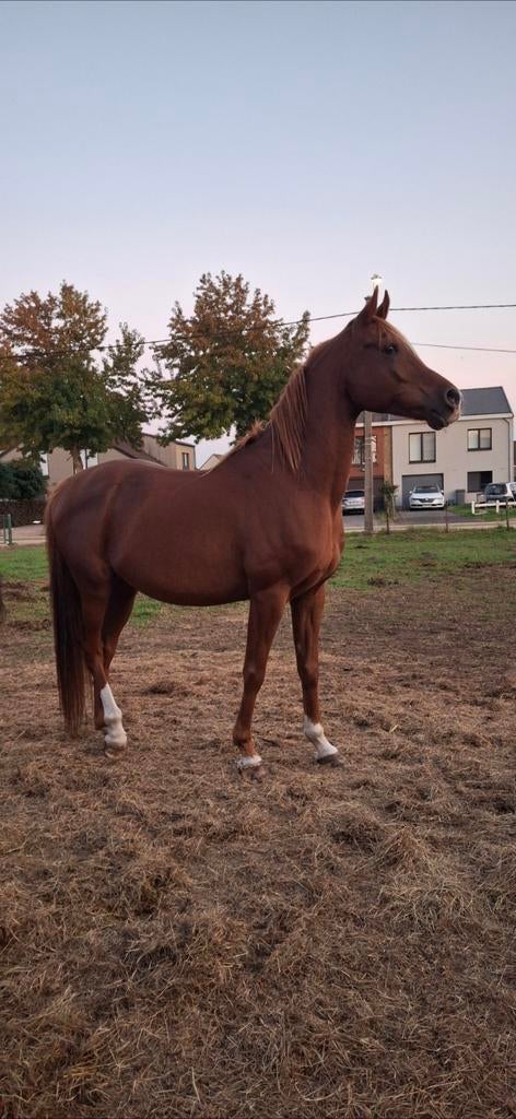 Arabische volbloed paarden, allen hebben een mooie bloedlijn, Dieren en Toebehoren, Paarden, Ruin