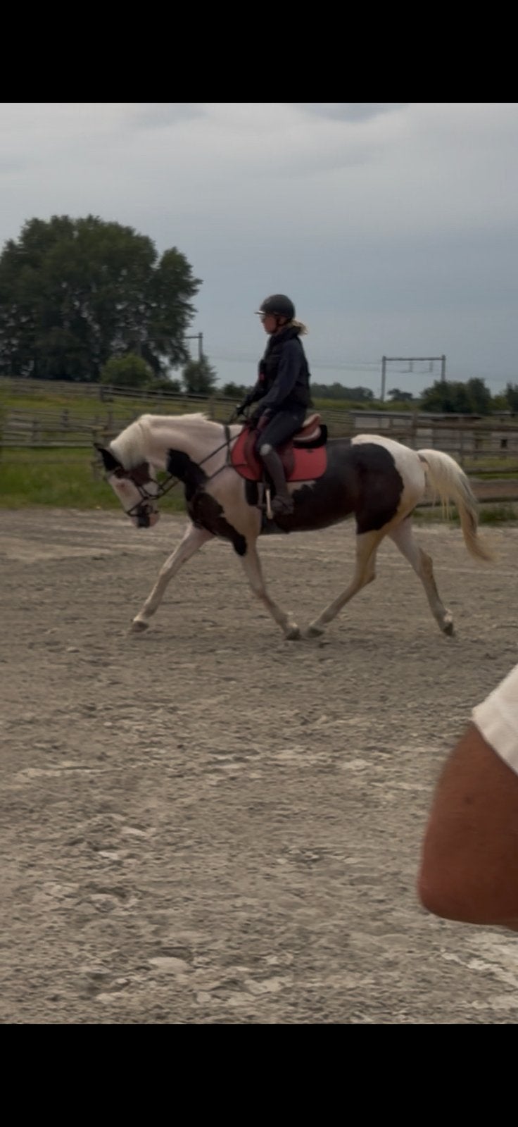 8 jaars merrie, Vermifugé, Débourré, 165 à 170 cm, Cheval de récréation