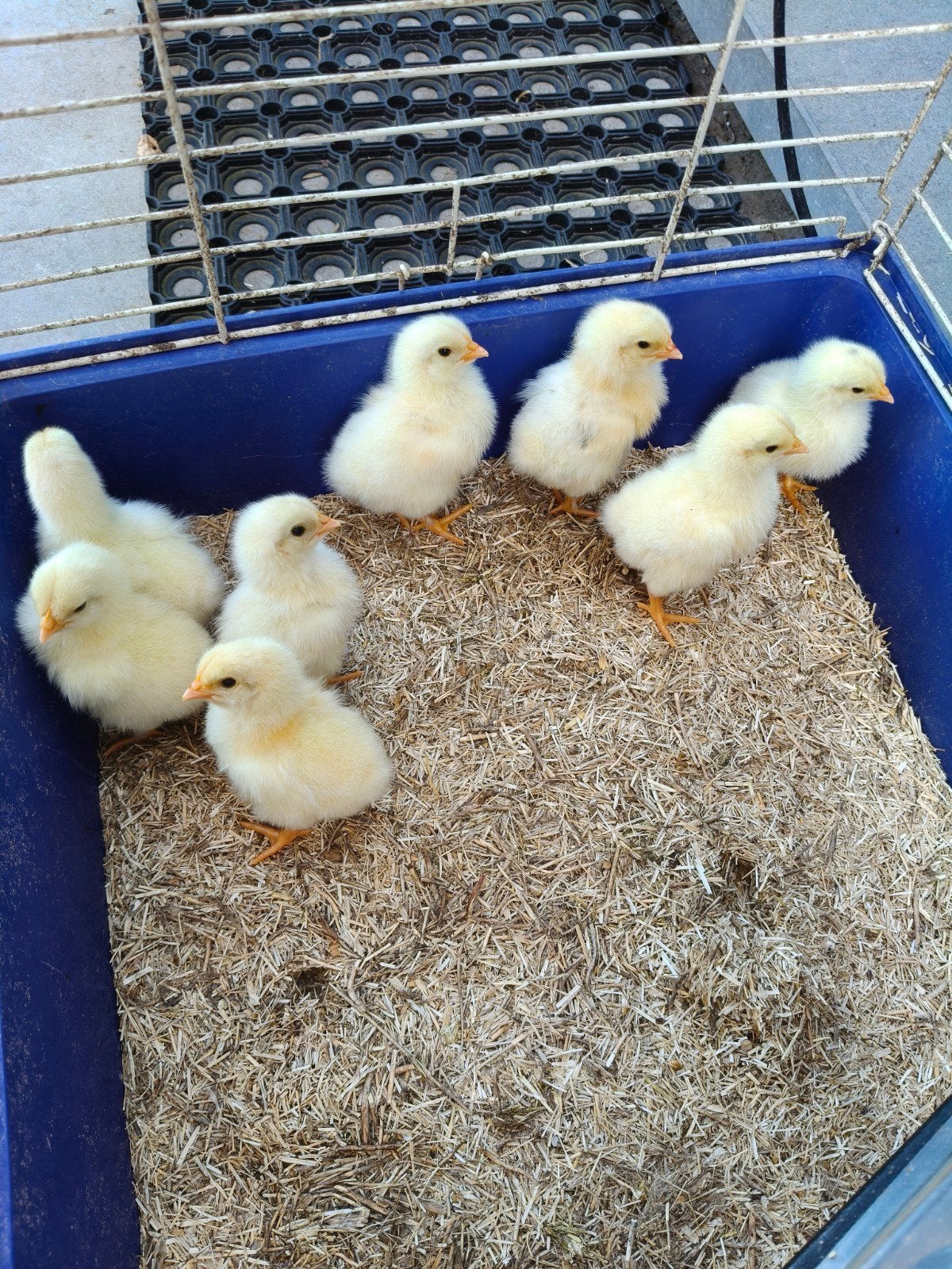 Kuikens legkippen, Dieren en Toebehoren, Geslacht onbekend