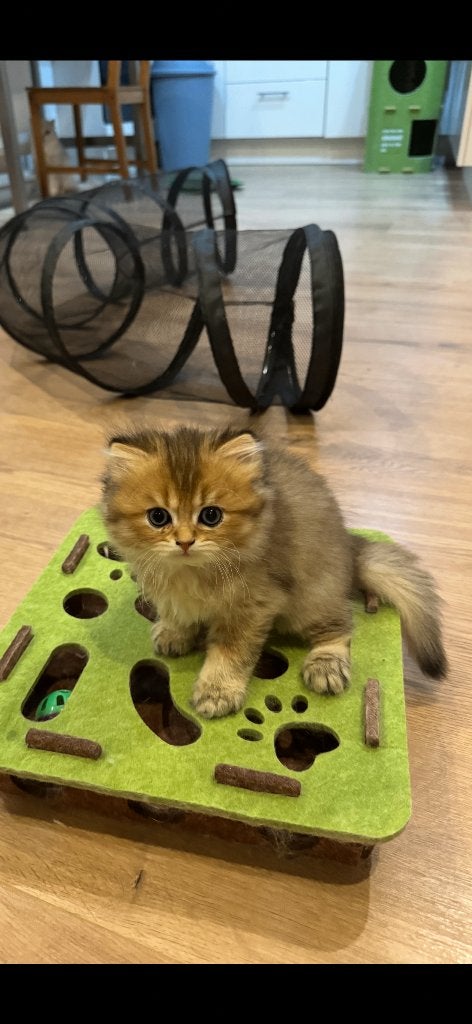 Chaton British Longhair, Chat, Avec puce électronique, 0 à 2 ans